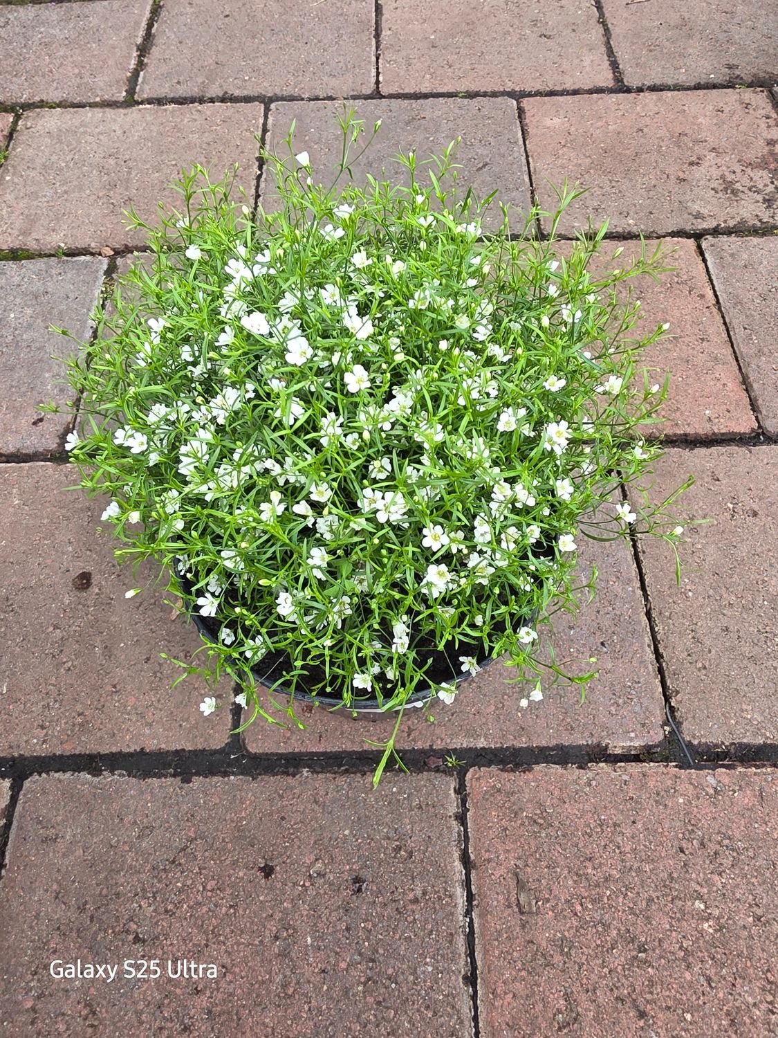 Gypsophila muralis "Gipsy white"