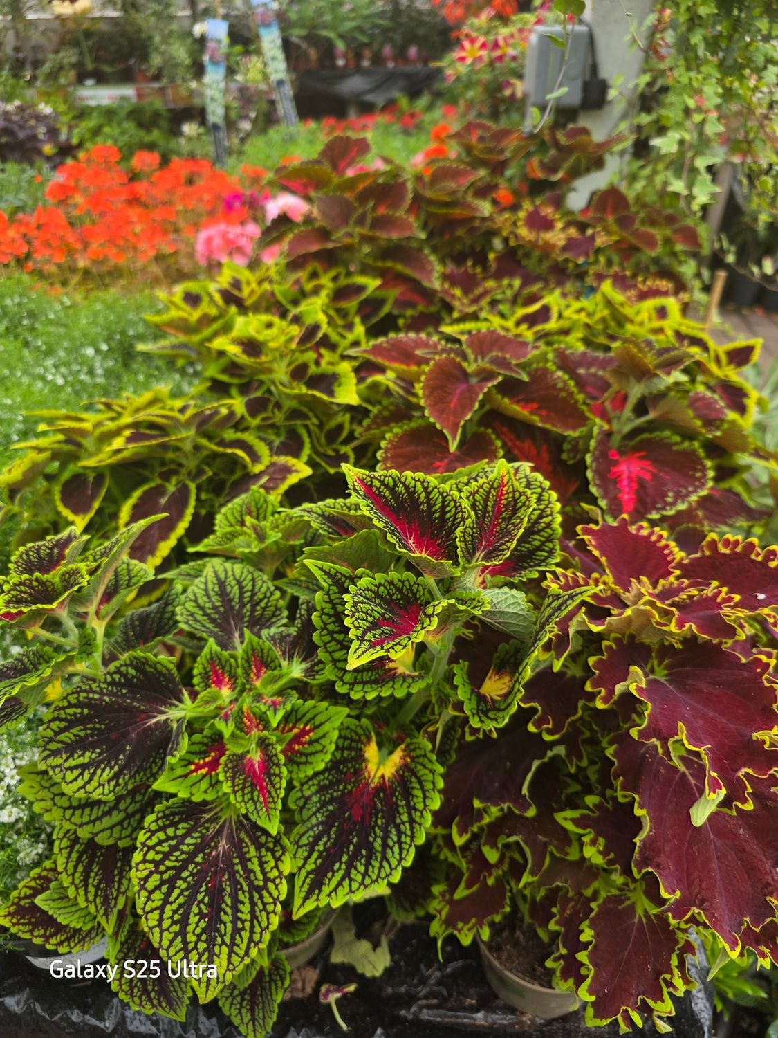 1 Mix coleus