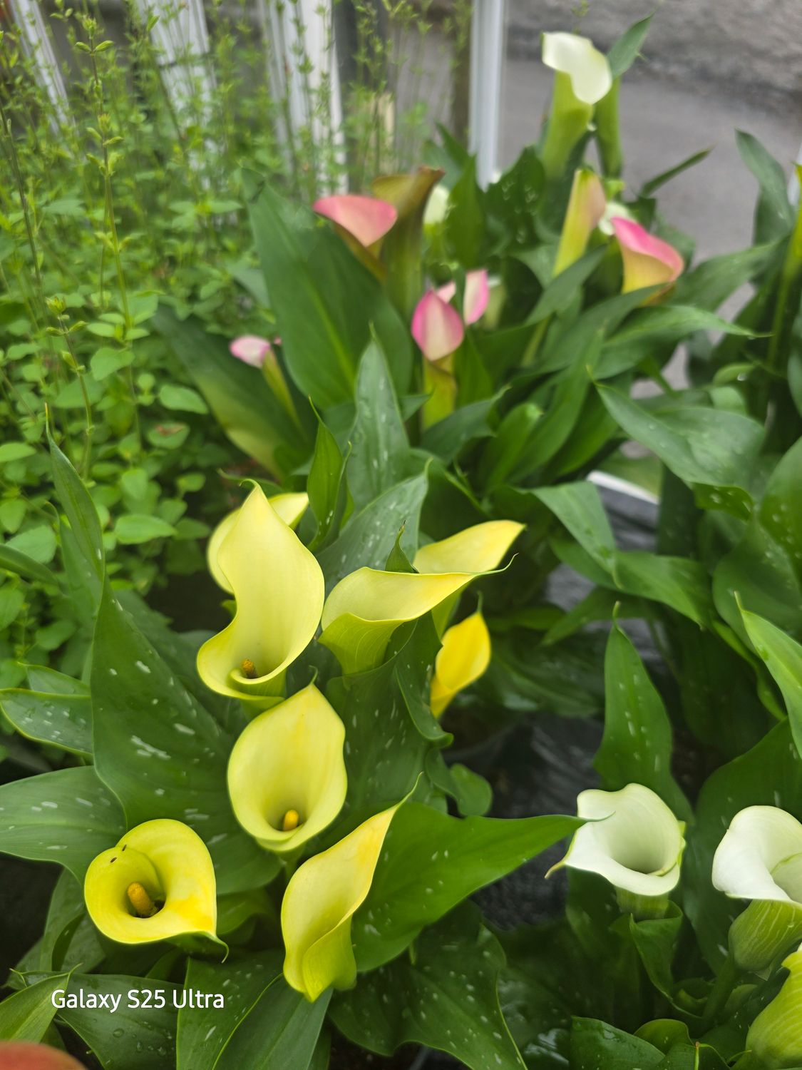 Zantedeschia yellow/peach