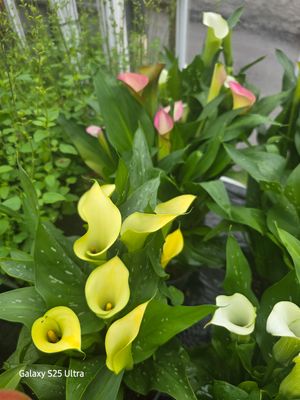 Zantedeschia yellow/peach