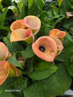 Zantedeschia yellow/peach