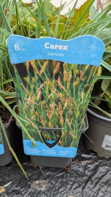 Carex Panicea