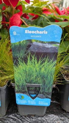 Eleocharis Acicularis Oxygenator