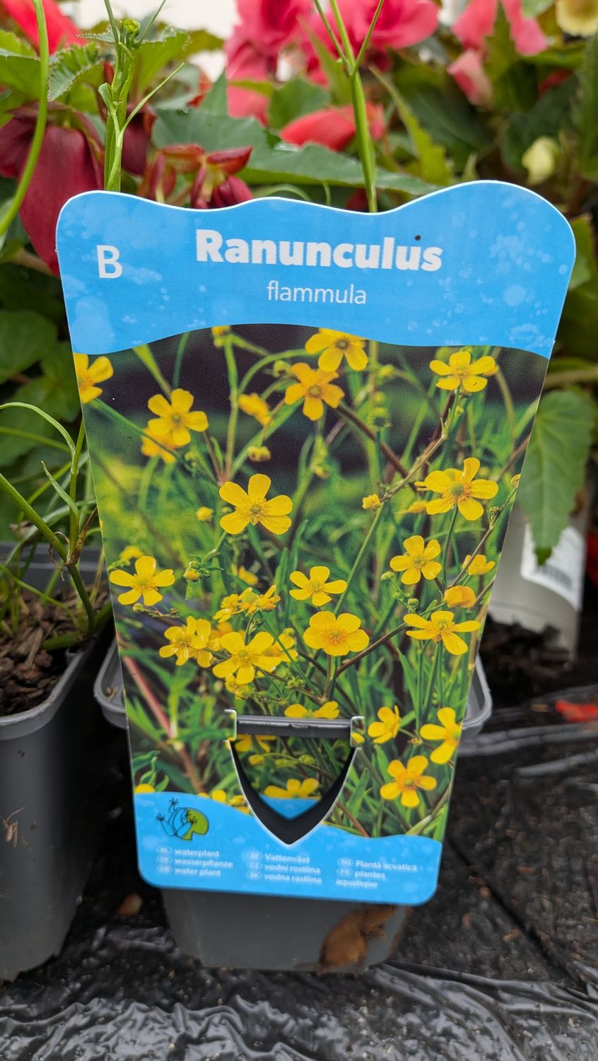 Ranunculus Flammula