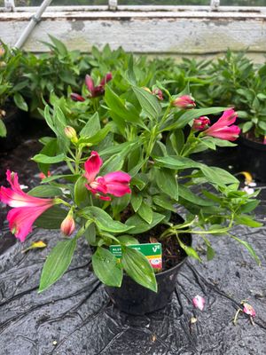 Alstroemeria Inticancha Romance