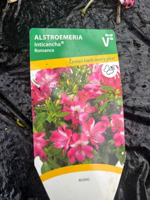 Alstroemeria Inticancha Romance
