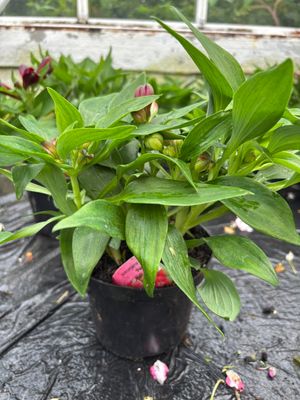 Alstroemeria Inca Pepper