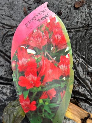 Alstroemeria Inca Pepper