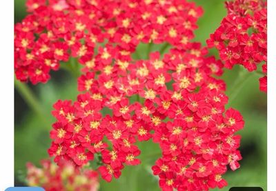 Achillea “Desert Eve” a hardy perennial that flowers for months with red flowers with a yellow eye over fern like foliage Tough and thrives with little care. Achillea “Desert Eve” a hardy perennial that flowers for months with red flowers with a yellow eye over fern like foliage Tough and thrives with little care.