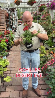 Achillea “Desert Eve” a hardy perennial that flowers for months with red flowers with a yellow eye over fern like foliage Tough and thrives with little care.