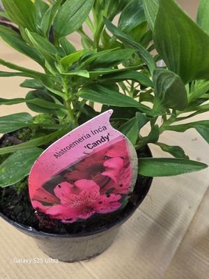 Alstromeria inca "Candy" Princess Lily