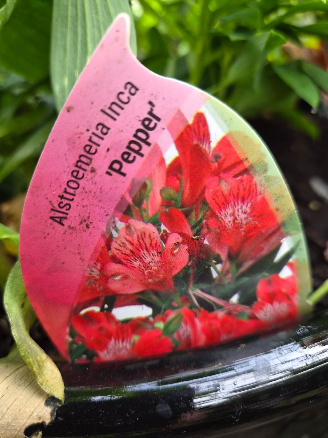 Alstroemeria Pepper
