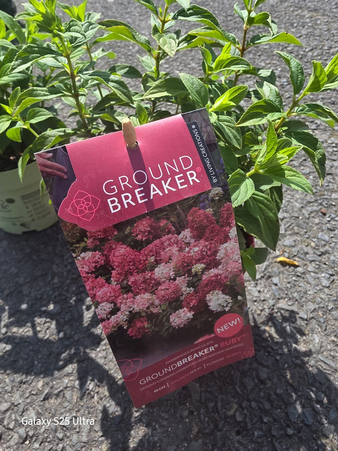 Hydrangea Groundbreaker Ruby "low growing ground cover Hydrangea for pots ,baskets front beds or borders Flowers from June until October with large cone like flowers in a mix of green ,white and red
