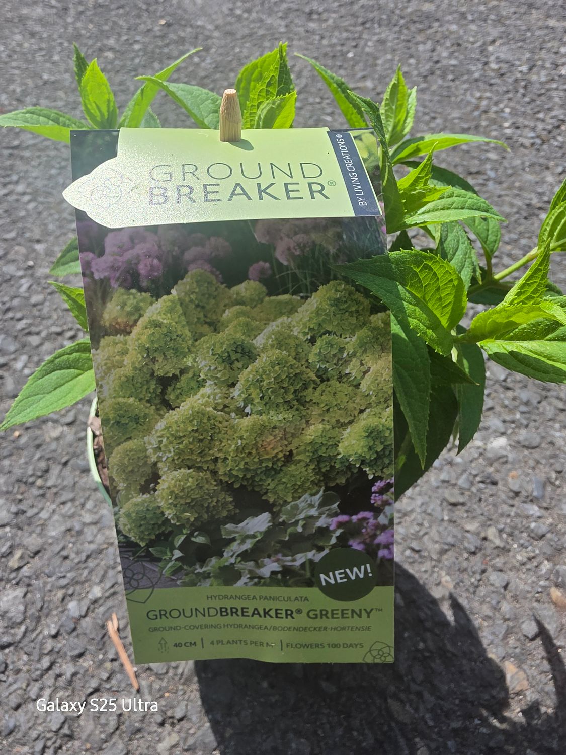Hydrangea Groundbreaker Greeny low growing ground cover Hydrangea for pots baskets front beds or borders Flowers from June until October