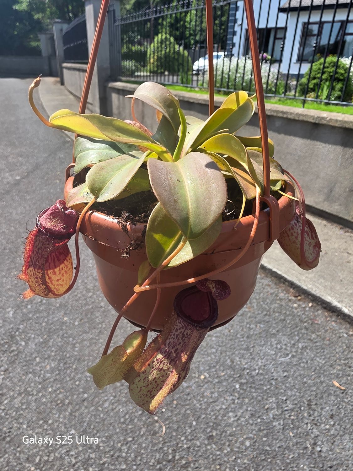 MONKEY CUPS Nepenthes ,carnivorous Plant that loves to eat flies and wasps. Attracted by the colourful pitcher . Once inside they drown in the pepsin solution at the base and nourish the plant .