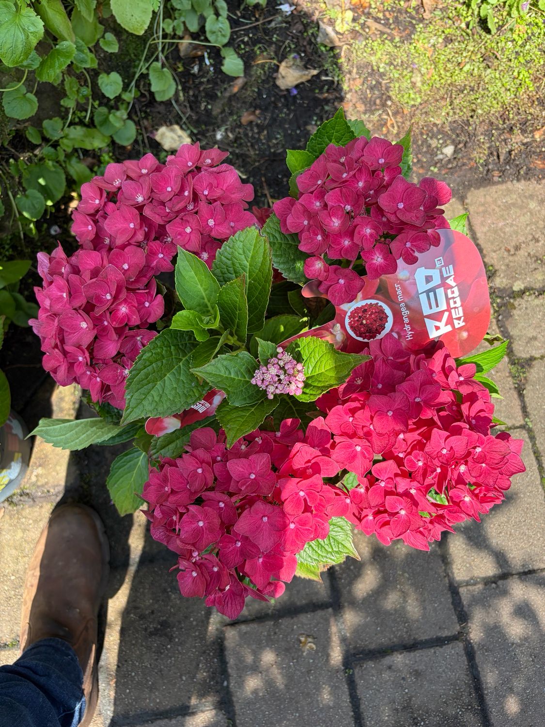 Hydrangea Reggae Red from musical collection of tough Hydrangea..flowers from June until October