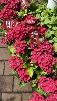 Hydrangea Reggae Red from musical collection of tough Hydrangea..flowers from June until October
