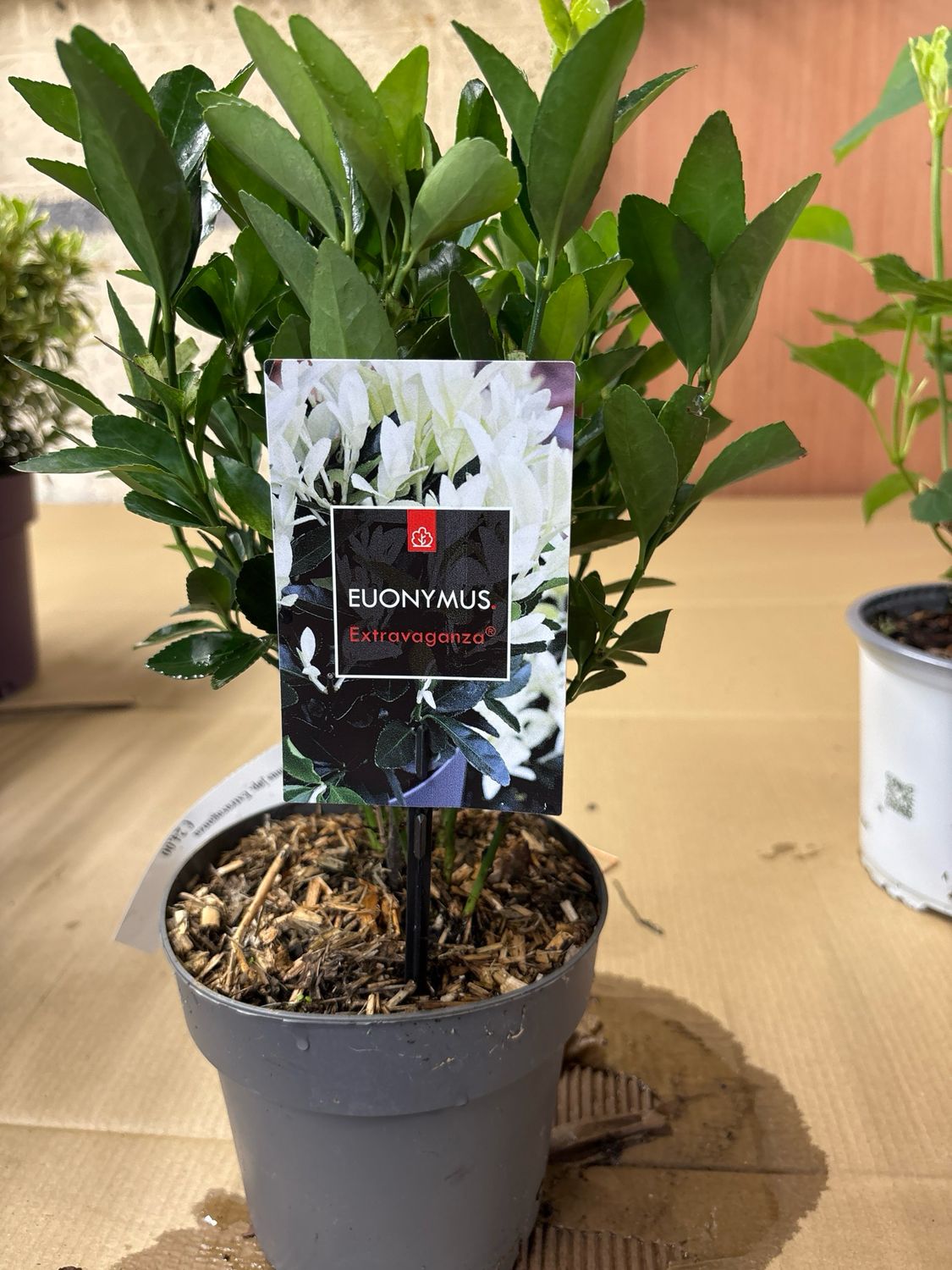 Euonymus jap. Extravaganza