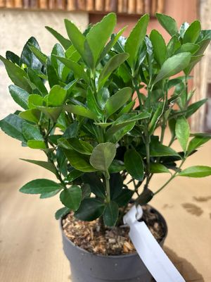 Euonymus jap. Extravaganza