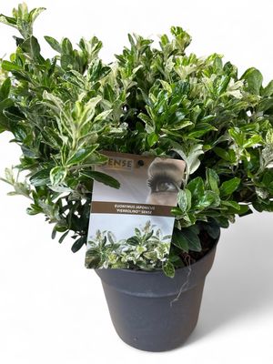 Euonymus Pierrolino