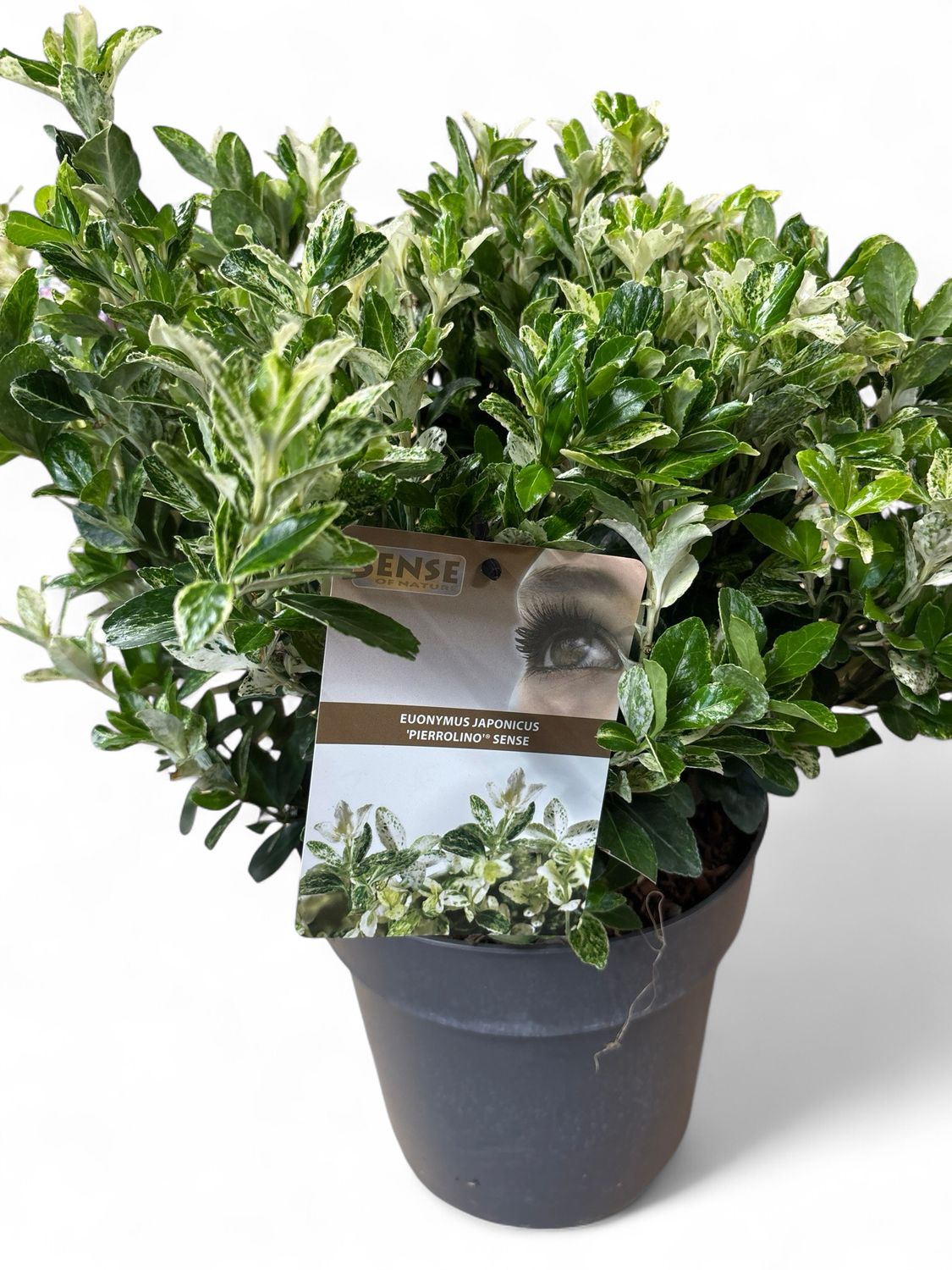 Euonymus Pierrolino