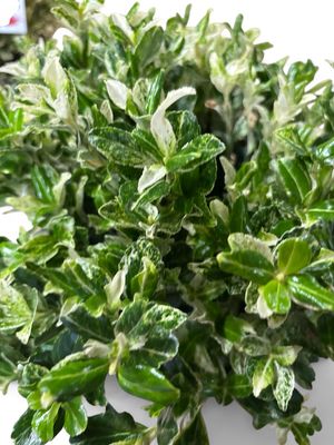 Euonymus Pierrolino