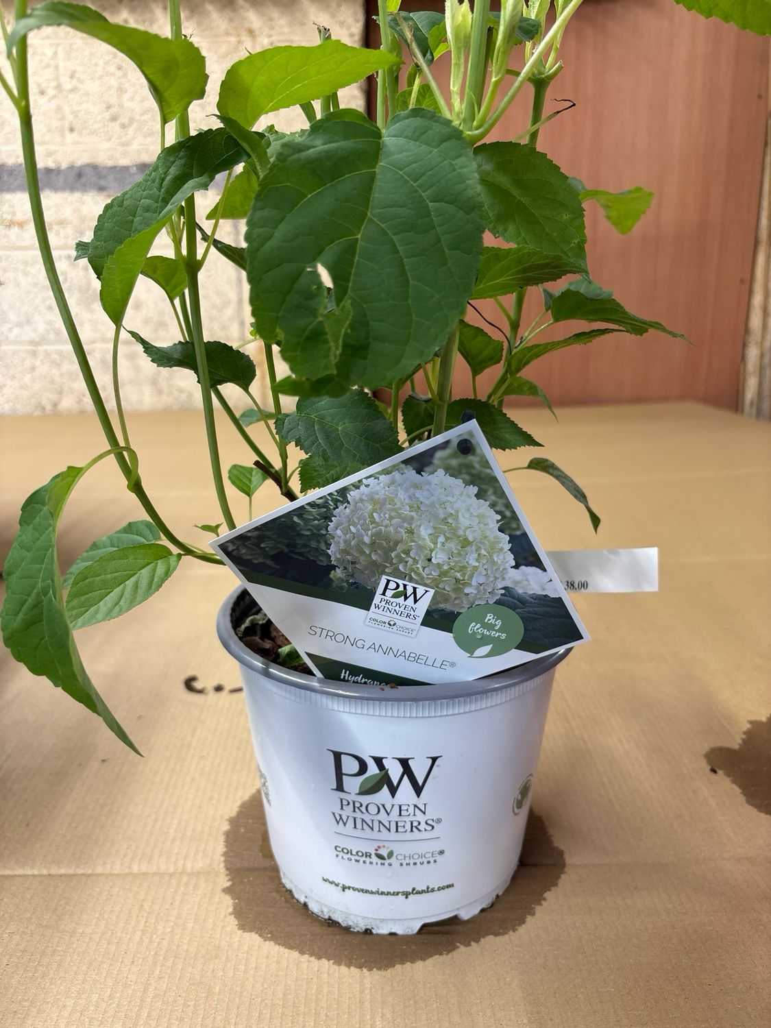 Hydrangea Arb.incrediball