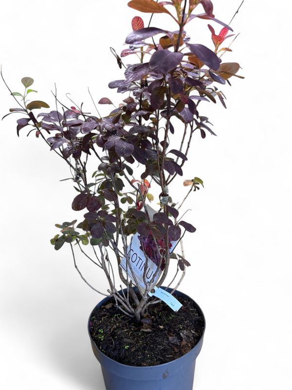 Cotinus Royal Purple