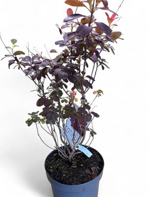 Cotinus Royal Purple