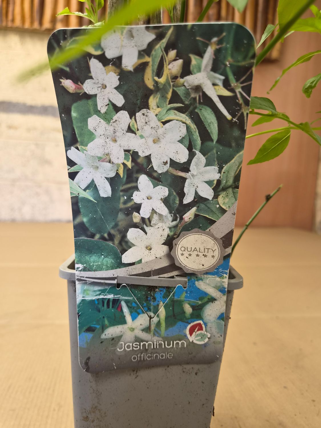 Fragrant Jasmine Officinale White