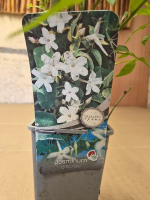 Fragrant Jasmine Officinale White