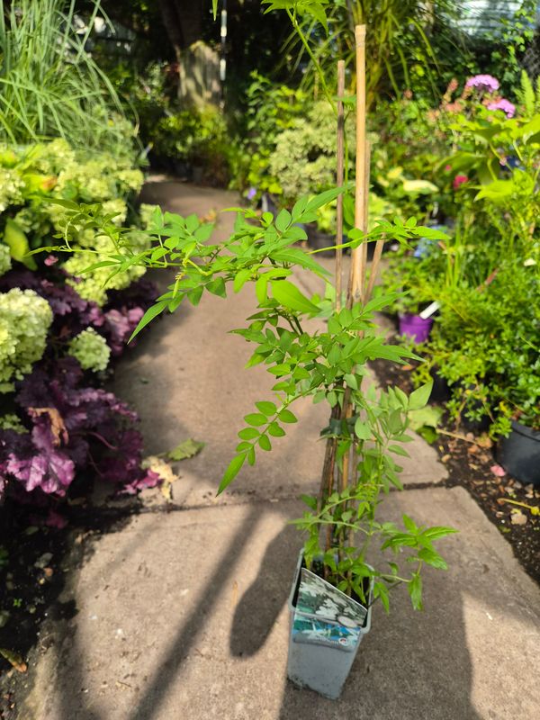Fragrant Jasmine Officinale White