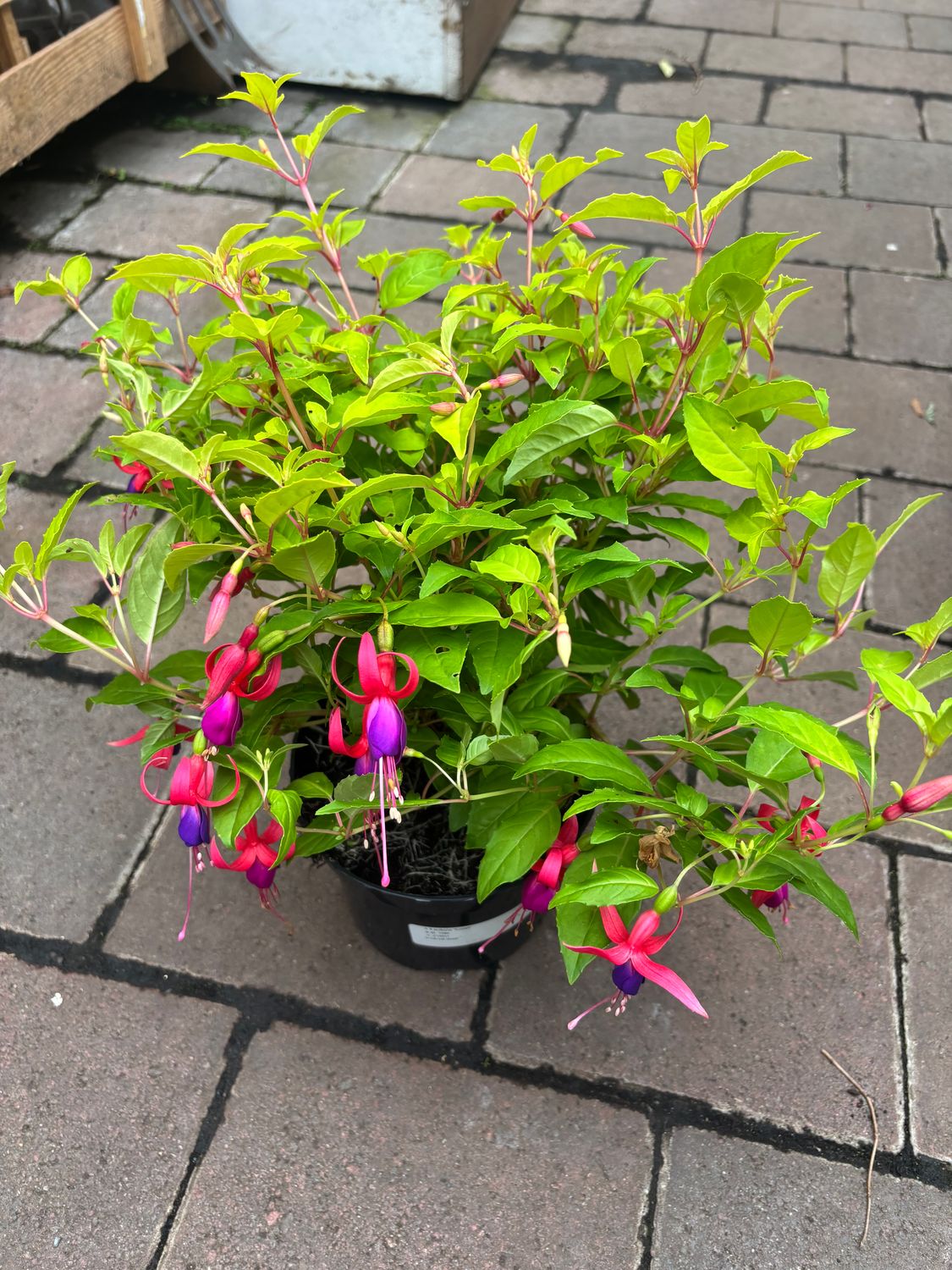 Fuchsia Genii