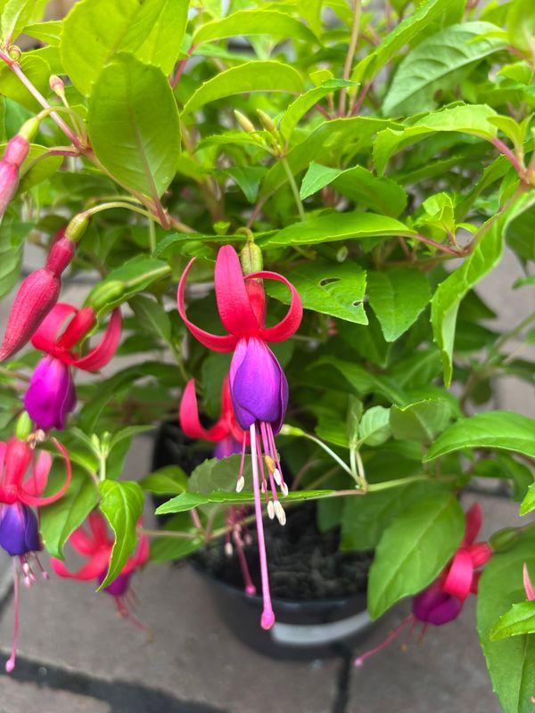 Fuchsia Genii