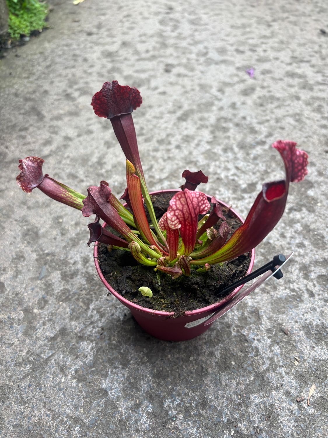 Sarracenia Matchelliana carnivorous plant that loves flies and wasps .