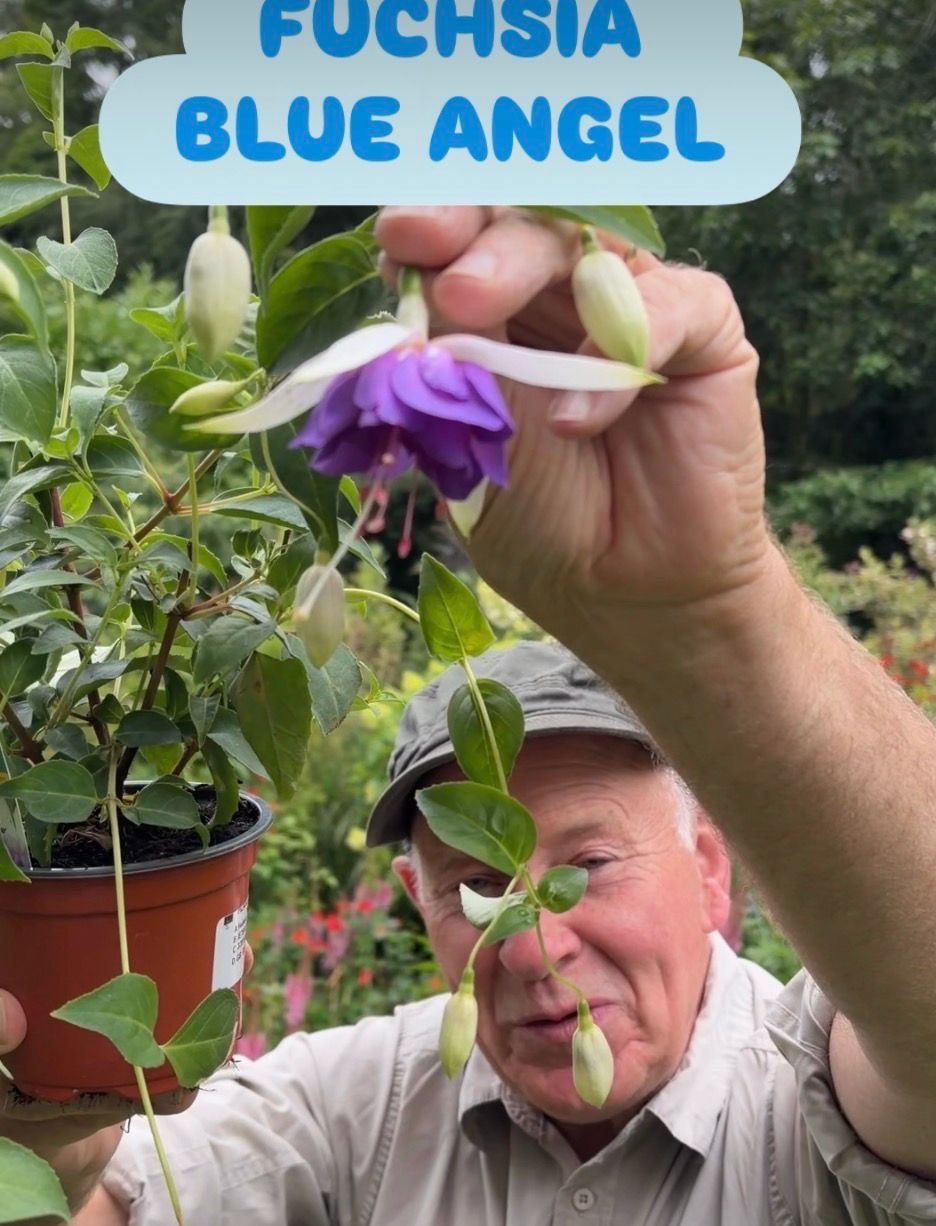Fuchsia “Blue Angel” flowers non stop for summer and early autumn. Enormous flowers..perfect for pots and baskets. Lasts for years!