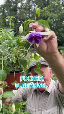 Fuchsia “Blue Angel” flowers non stop for summer and early autumn. Enormous flowers..perfect for pots and baskets. Lasts for years!