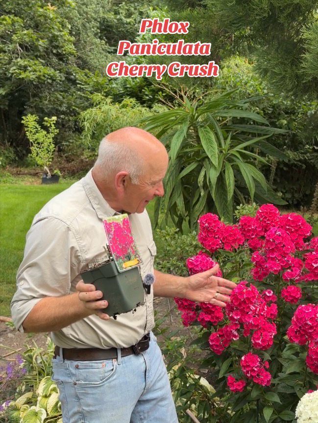 Phlox Paniculata Cherry Crush , Pruned back ready for planting. Non stop deep pink flowers in summer and early autumn. Winter hardy and lasts for years.