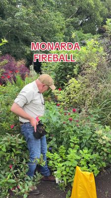 Phlox Paniculata Cherry Crush , Pruned back ready for planting. Non stop deep pink flowers in summer and early autumn. Winter hardy and lasts for years.