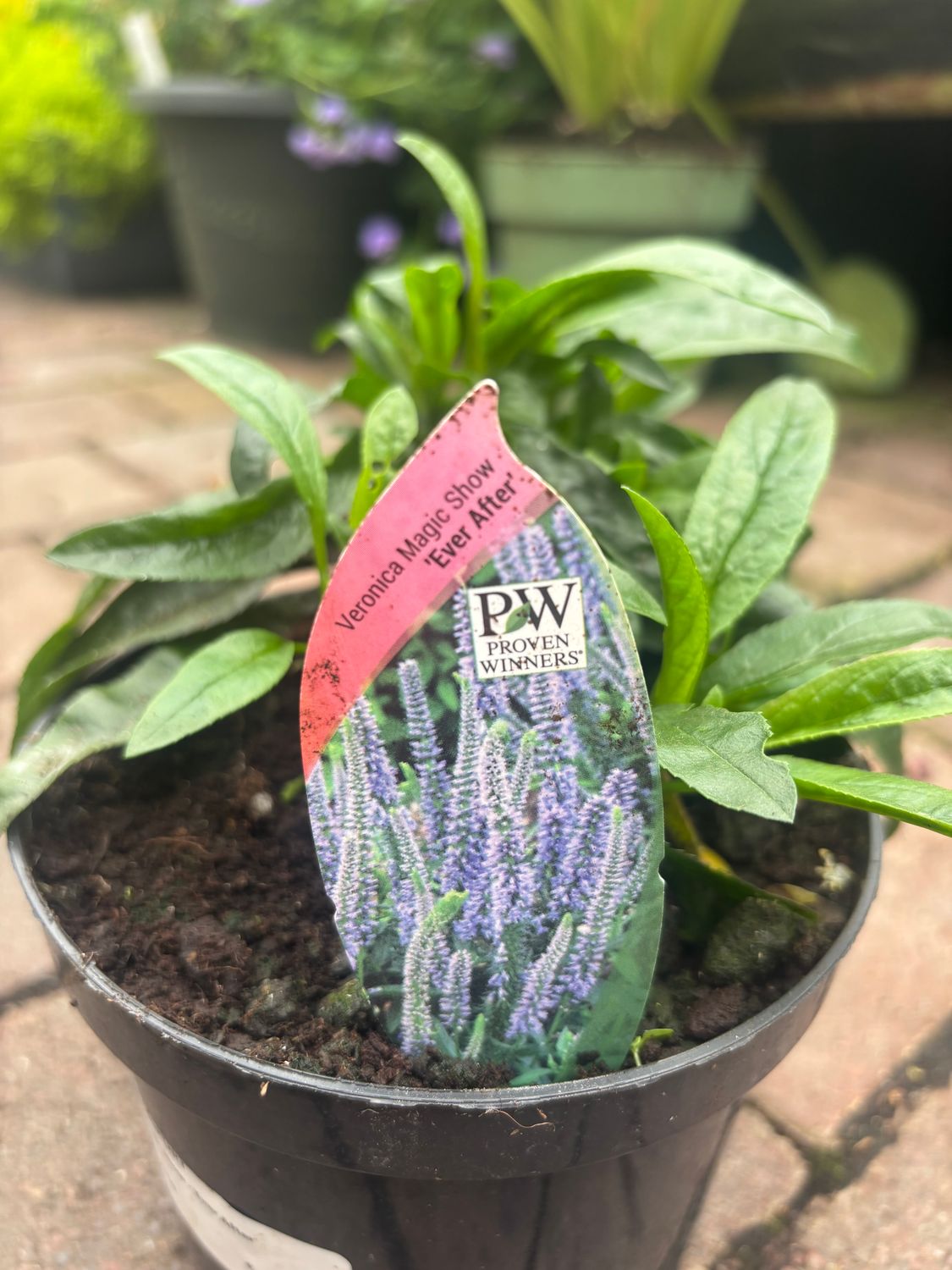 Veronica Magic Show Everafter .Perfect for planting behind low perennials or in front of shrubs.Blooms from May until September with long spires of blue/purple flowers.Winter hardy and lasts for years