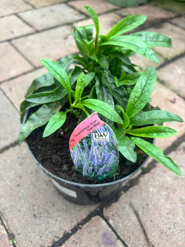 Veronica Magic Show Everafter .Perfect for planting behind low perennials or in front of shrubs.Blooms from May until September with long spires of blue/purple flowers.Winter hardy and lasts for years