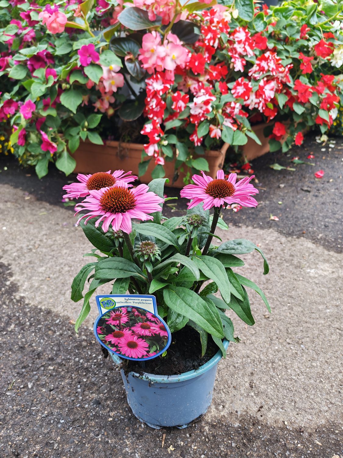 Echinacea purpurca SunSeekers Purplelicious
