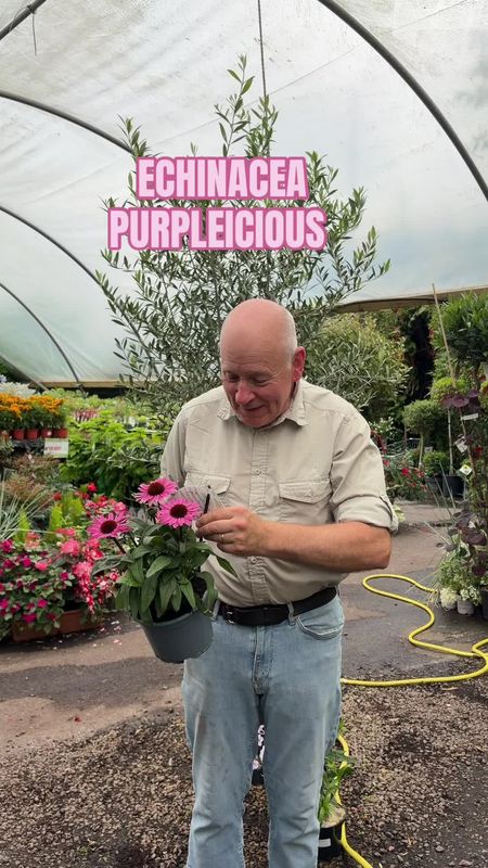 Echinacea purpurca SunSeekers Purplelicious