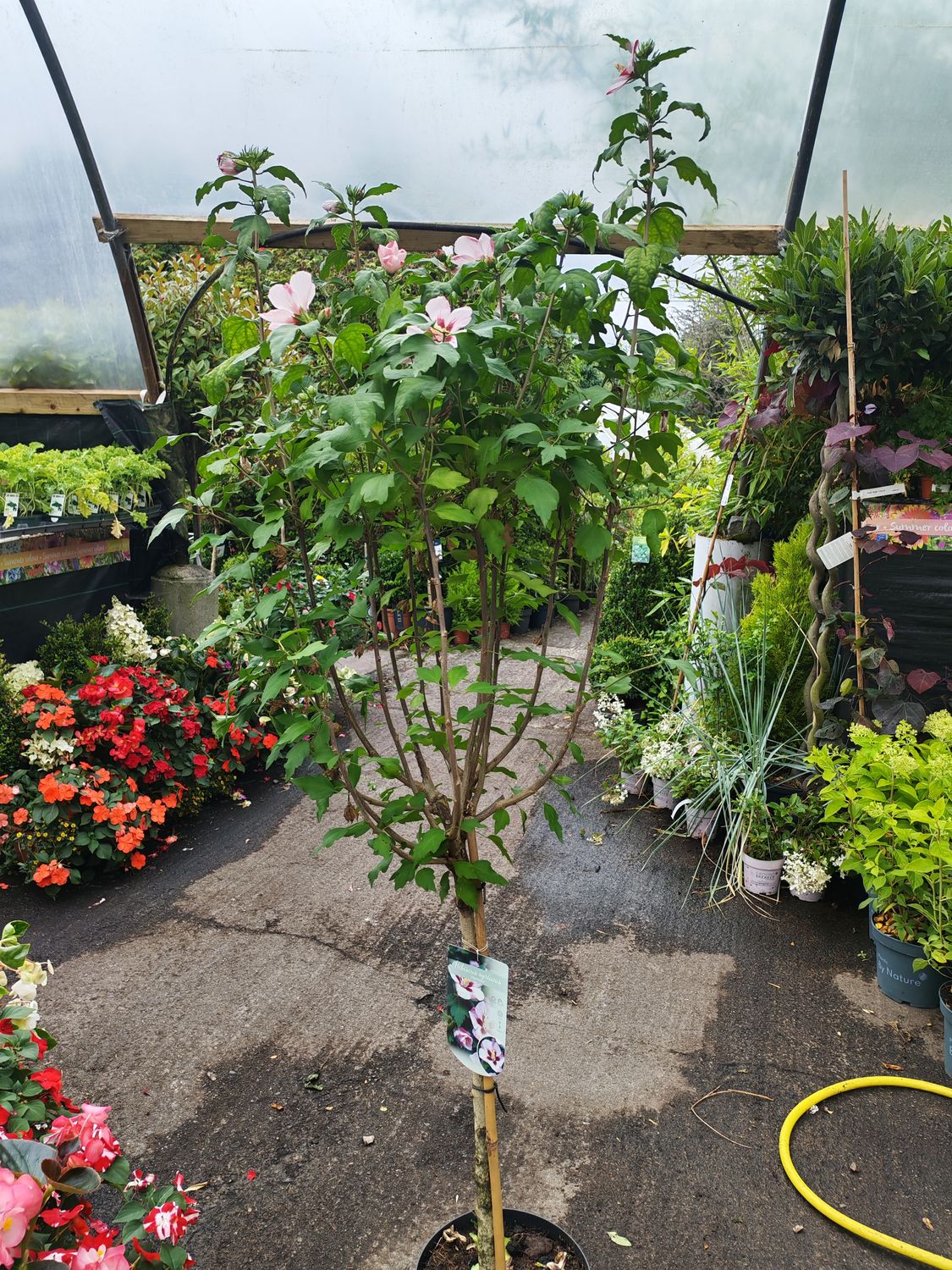 Hibiscus syriacus Hamabo Small Tree form likes a sunny and free draining spot . Enormous white flowers splashed pink on each petal.Flowers in summer and early autumn. Strong Bushy small tree