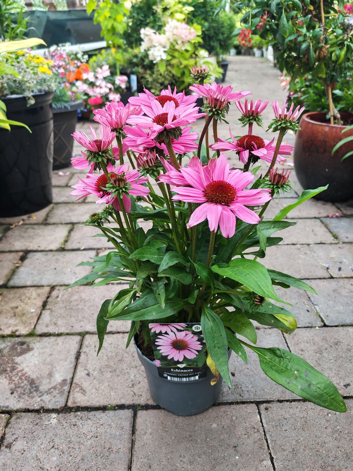 Echinacea Sunmagic Vintage Hot Pink