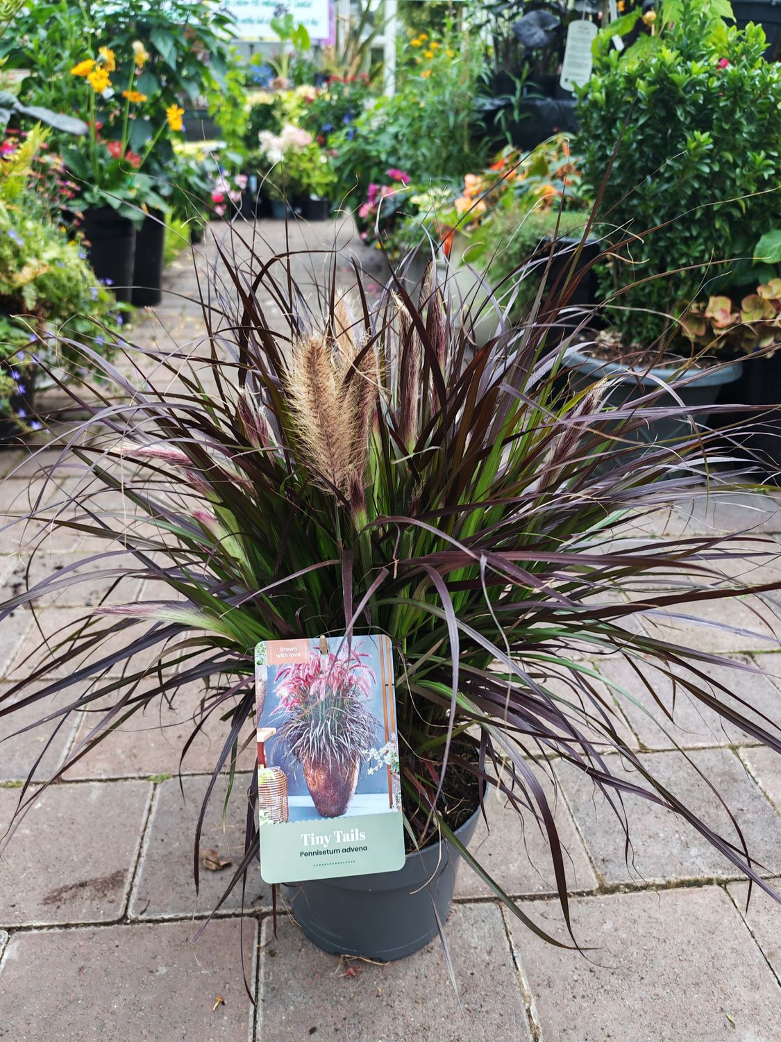 Pennisetum advena Tiny Tails
