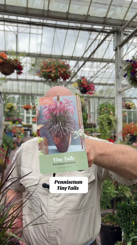 Pennisetum advena Tiny Tails