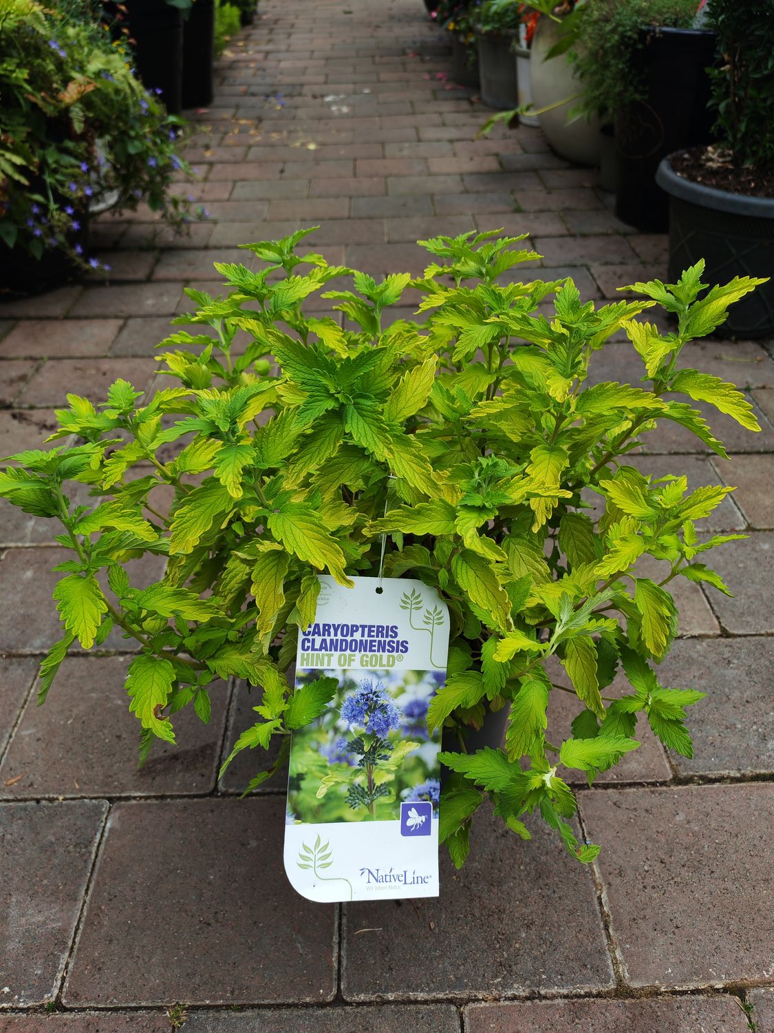 Caryopteris Clandonesis Hint Of Gold “tough hardy shrub..happy In any reasonable soil type ..blue flowers over gold foliage In summer and continues well Into autumn. Planting time is from now!