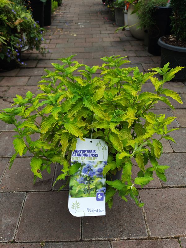 Caryopteris Clandonesis Hint Of Gold “tough hardy shrub..happy In any reasonable soil type ..blue flowers over gold foliage In summer and continues well Into autumn. Planting time is from now! Caryopteris Clandonesis Hint Of Gold “tough hardy shrub..happy In any reasonable soil type ..blue flowers over gold foliage In summer and continues well Into autumn. Planting time is from now!