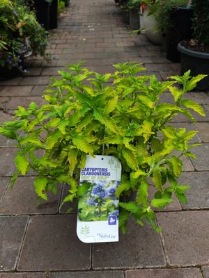 Caryopteris Clandonesis Hint Of Gold “tough hardy shrub..happy In any reasonable soil type ..blue flowers over gold foliage In summer and continues well Into autumn. Planting time is from now!